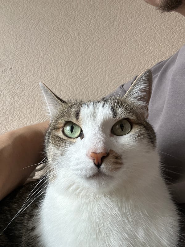 Cat photographed in quiet moments at Krasnoyarsk home