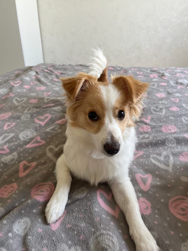 Dog relaxes on heart-patterned blanket during morning rest