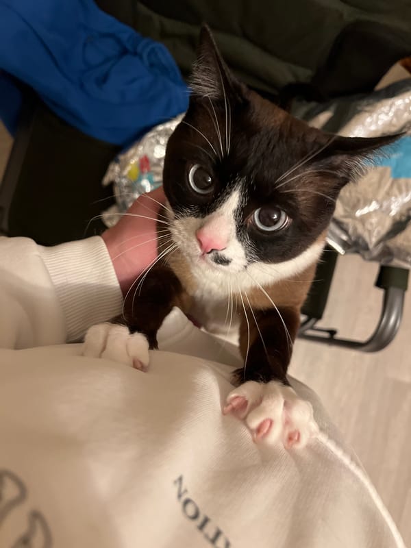 Family's quiet Sunday afternoon captured in Noviy, Russia