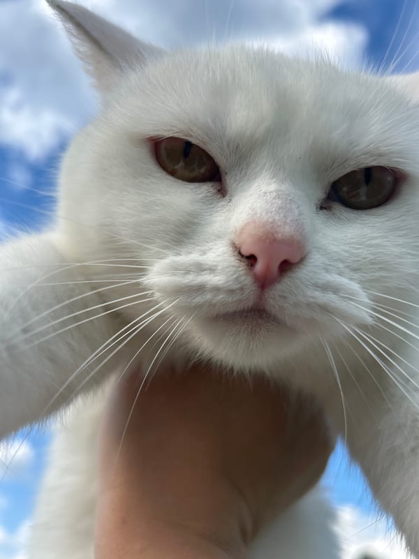 Lazy summer afternoon by the Kama River with a cat