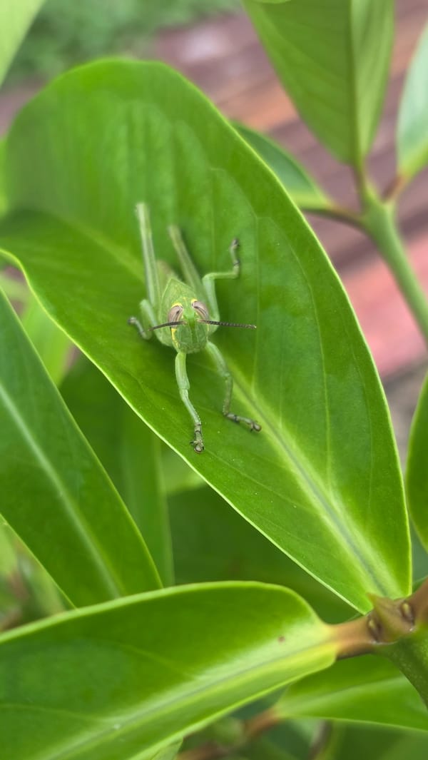 Morning nature documentation captures diverse insects in Lhokseumawe, Indonesia