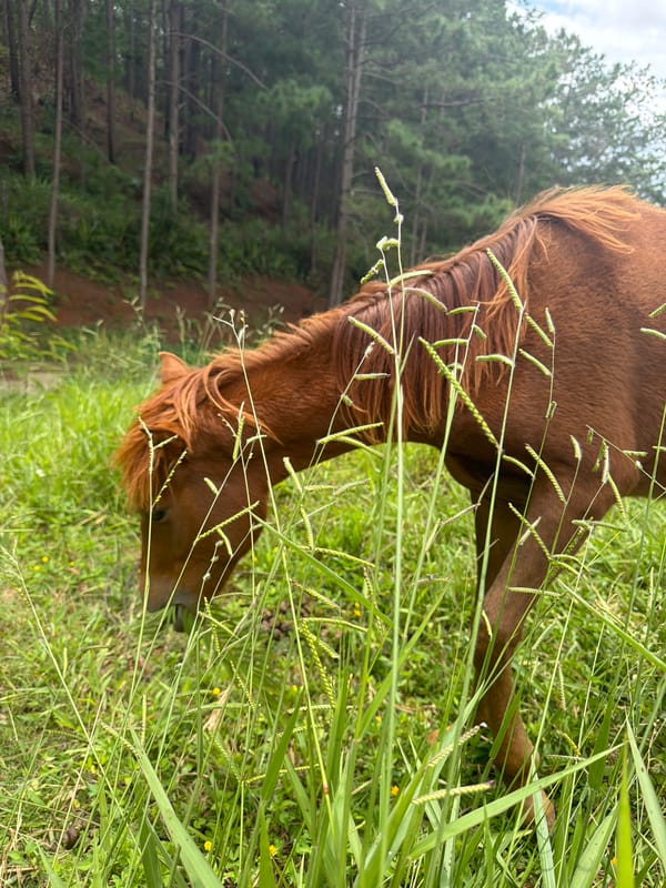 Horses grazing in a pine-edged field near Da Lat