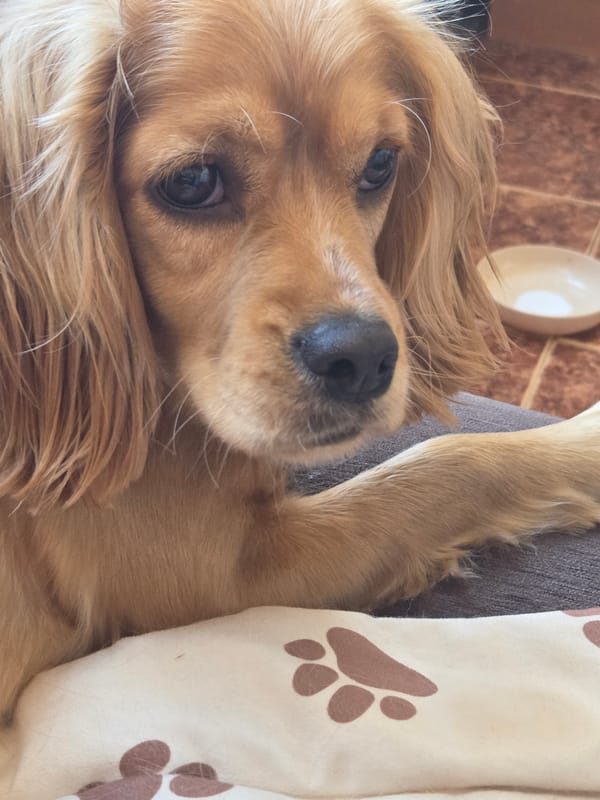 Golden Cocker Spaniel rests on paw-print blanket