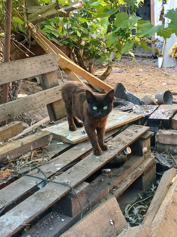 Cats, puppies, and a nest in rural Chutove
