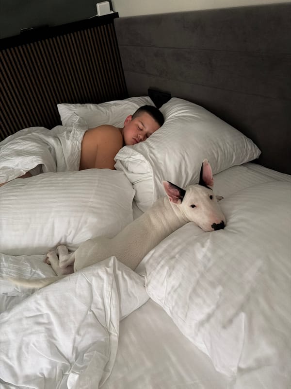 Late-night dinner and a Bull Terrier at home in Morozovo