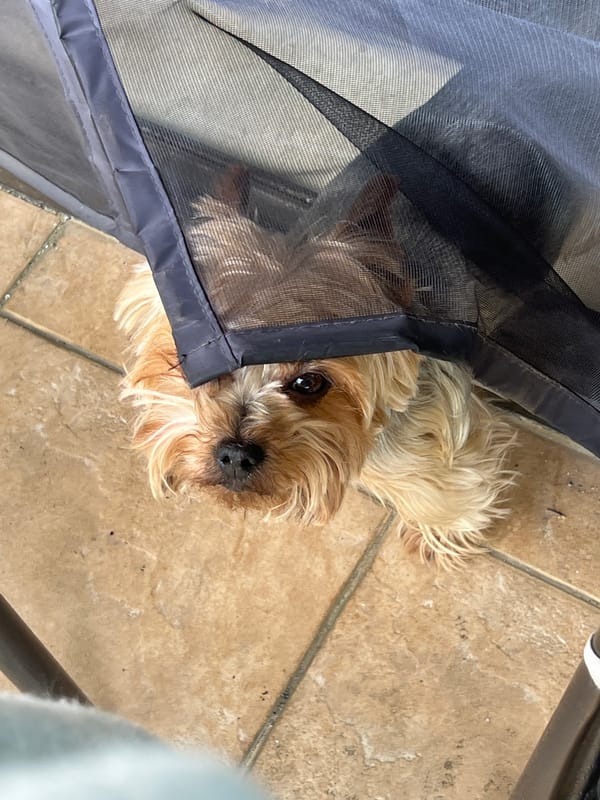 Yorkshire Terrier rests on tiled floor in Sofia
