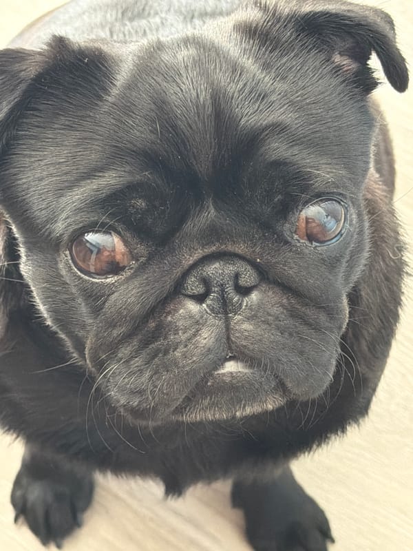Black pug's lazy sunny afternoon, every angle covered