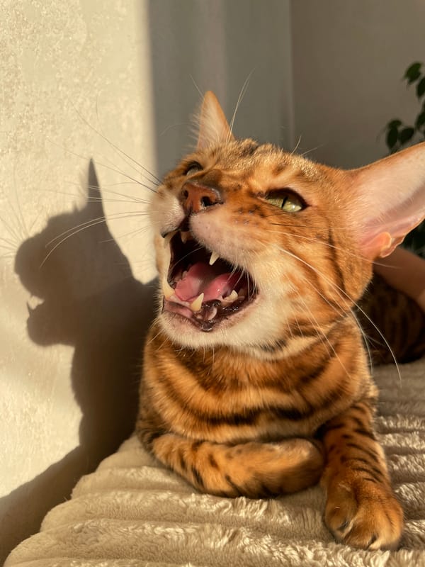 Bengal cat lounging at home, toddler playing nearby