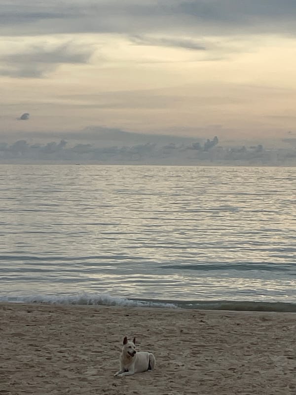 Animals and beachgoers share morning hours at Choeng Thale
