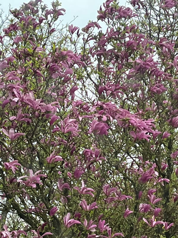 Spring blooms captured on flowering tree in Luxembourg
