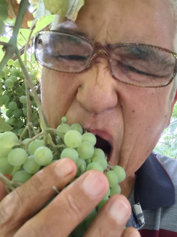 Good morning from a fruit garden in Almaty