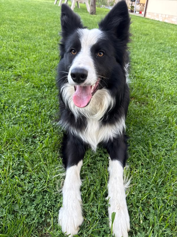 Border Collie photographed playing on lawn in Berkovitsa, Bulgaria