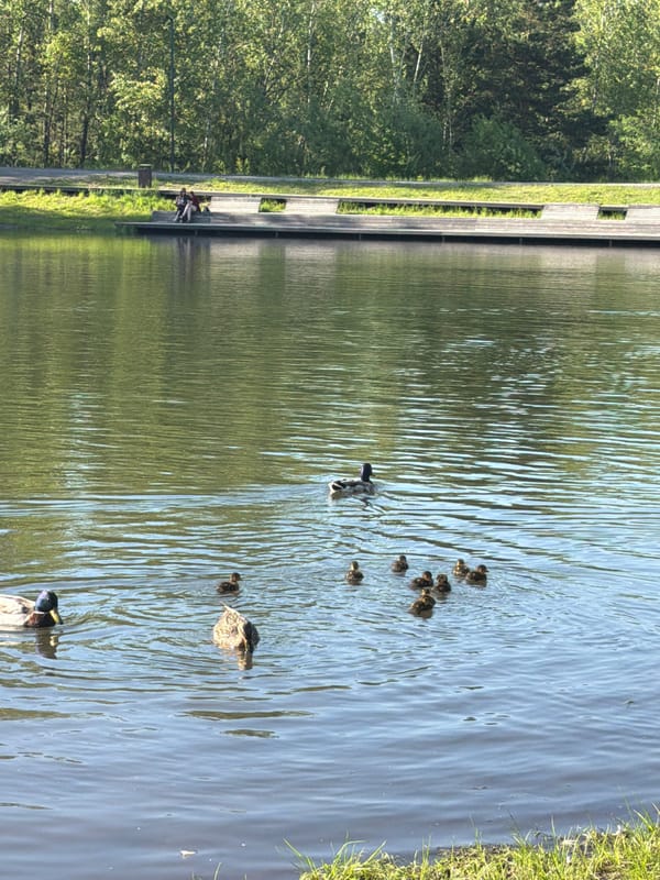 Peaceful lakeside scene captured in Krasnoyarsk park on sunny day