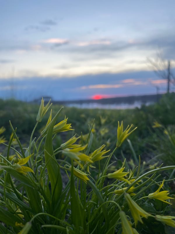 Spring flowers bloom at sunset in Olkhovka, Russia