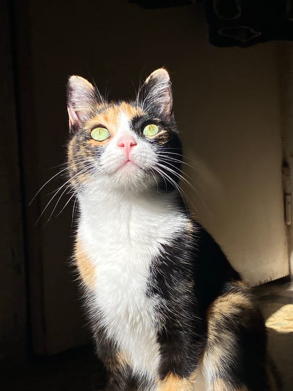 Calico cat portrait captured in Monte Grande, Argentina