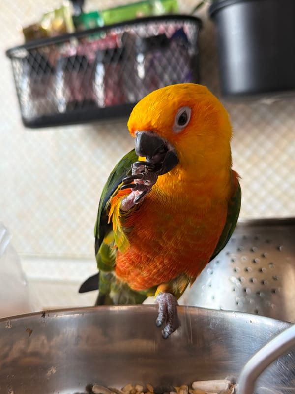 Colorful parrot spotted on steel surface in Khimki, Russia