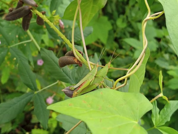 Backyard nature in Buketteukuh: plants, insects, and everyday life