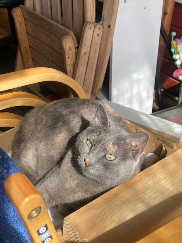 Green-eyed tortoiseshell cat documented lounging around Swedish home