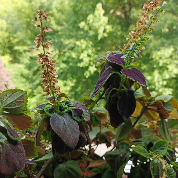 Close-up looks at houseplants, foliage textures, and a diamond painting