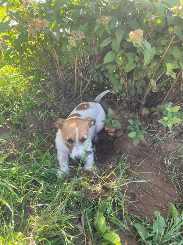 Dog resting in the grass, delivery scooter rolling past Saint Petersburg apartments