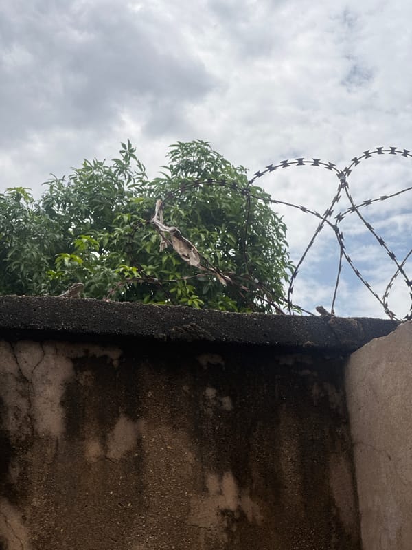 Street scenes, lizards, barbed wire, and a candid phone message