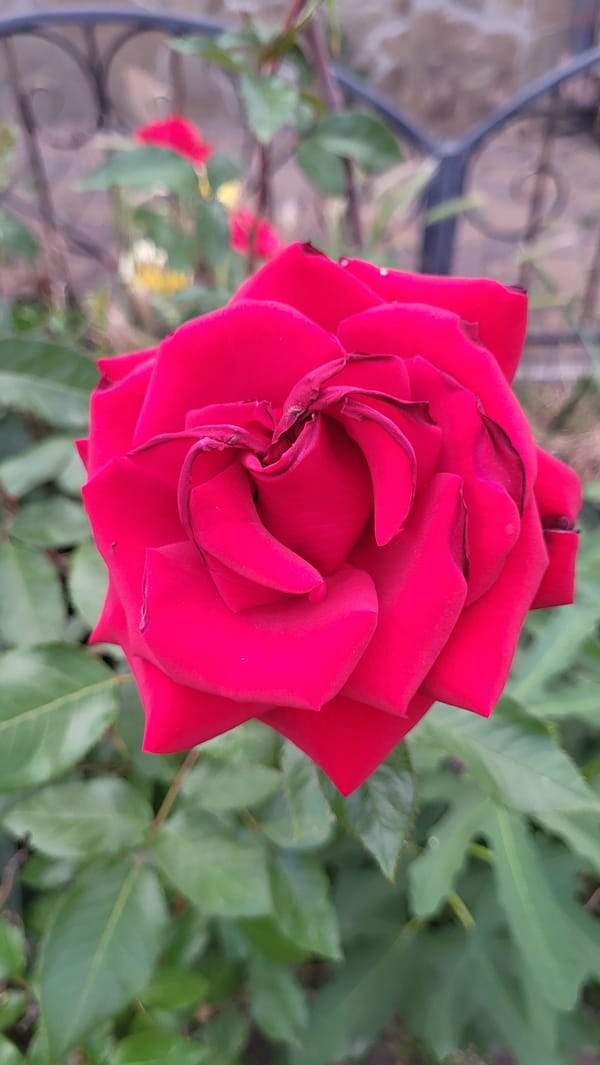 Four roses, four colors, shot overhead in Smila.