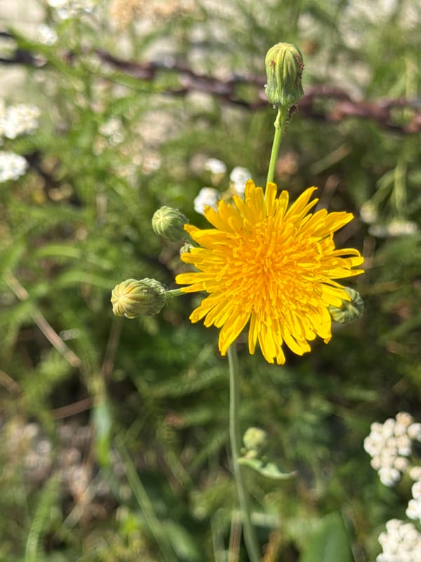 Summer morning in Yekaterinburg: wildflowers, a playground, and Vietnamese décor
