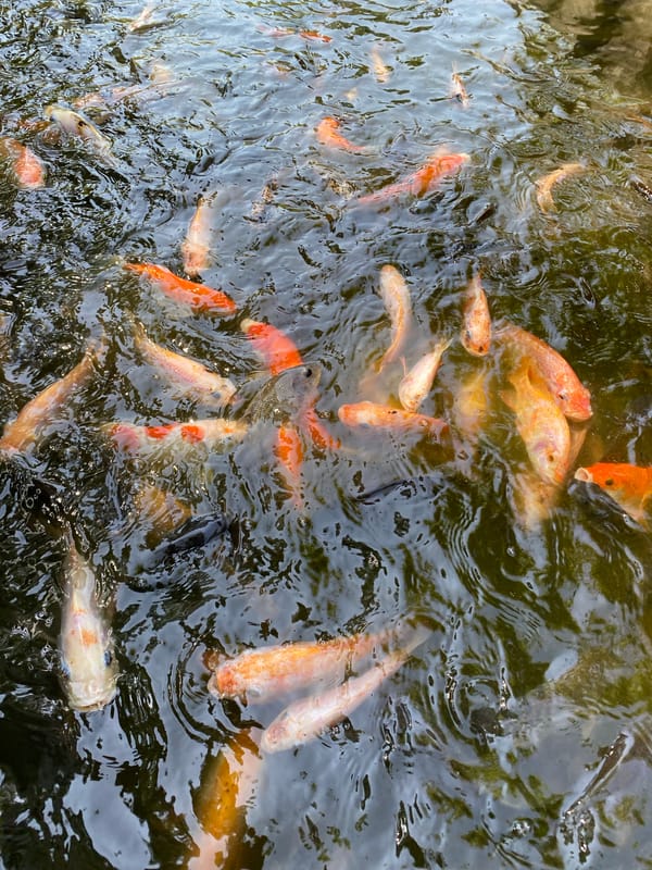 Morning at a Madiun park: koi ponds, playgrounds, and garden paths