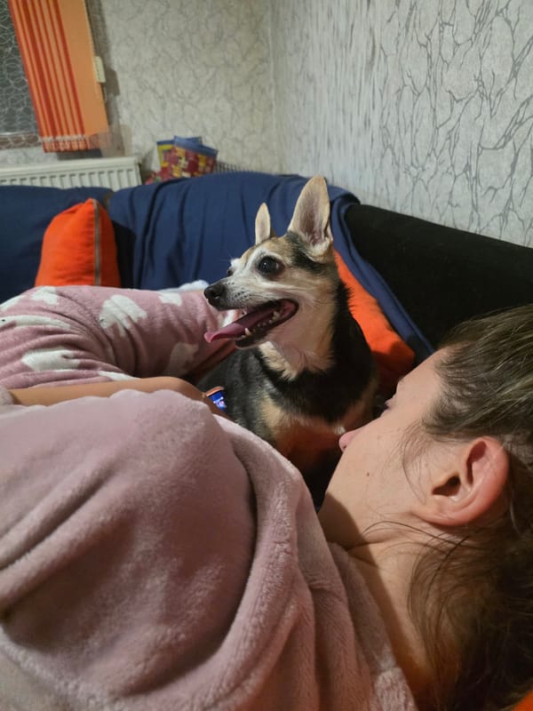 Quiet evening at home with pet dog in Targovishte