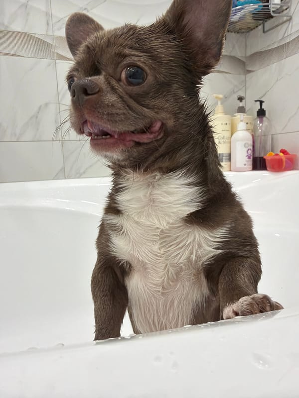 Small dog bath captured in multiple photos in Votkinsk