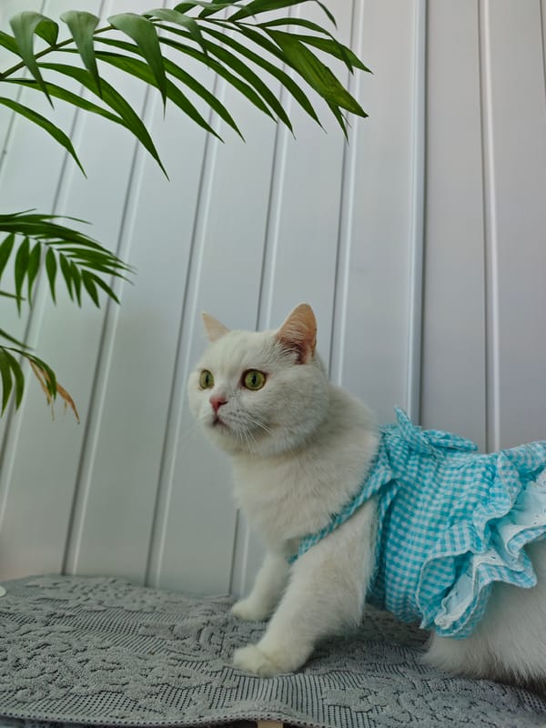 Morning photography session captures accessories, pet, portraits in Markovskii
