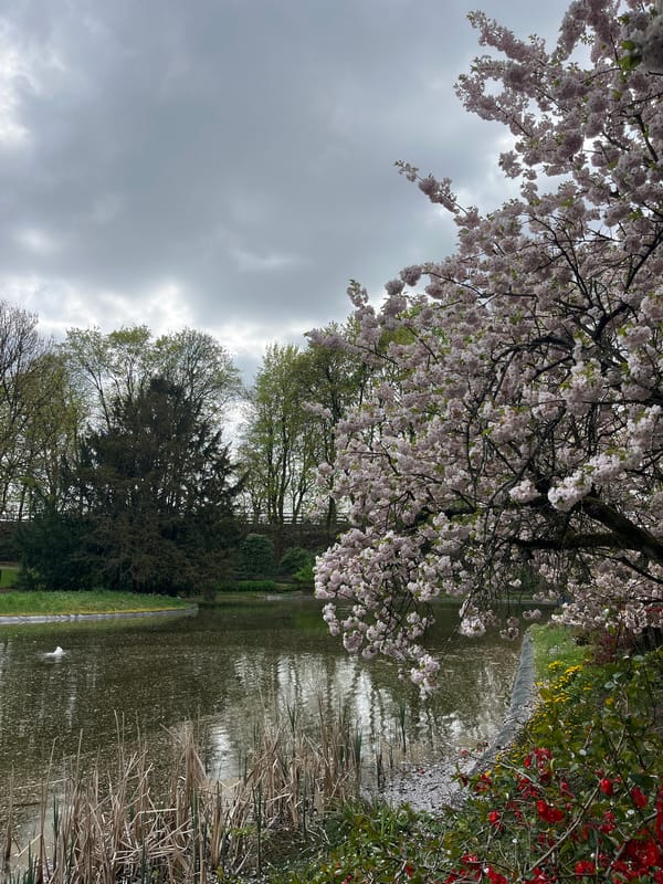Spring blossoms frame tranquil pond in Solingen park