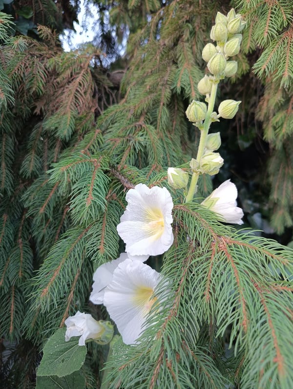 Botanical close-ups and quiet streets in an Eastern European neighborhood