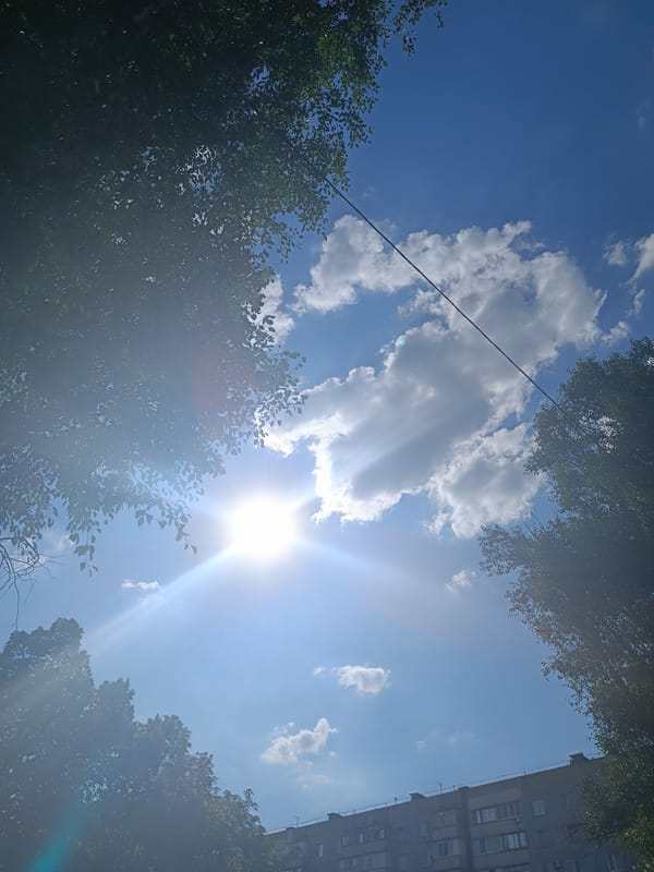 Blue skies, tree canopy, and a resting pit bull