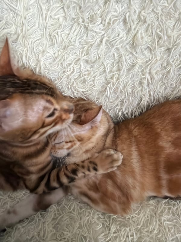 Cats engage in grooming behavior in Saint Petersburg