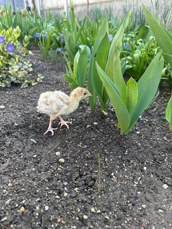 Dead bird chick found in Bulgarian garden bed