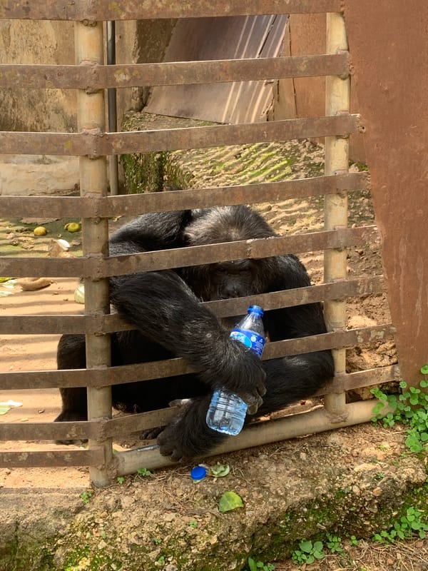 Afternoon zoo visit documented by visitors in Jos Nigeria