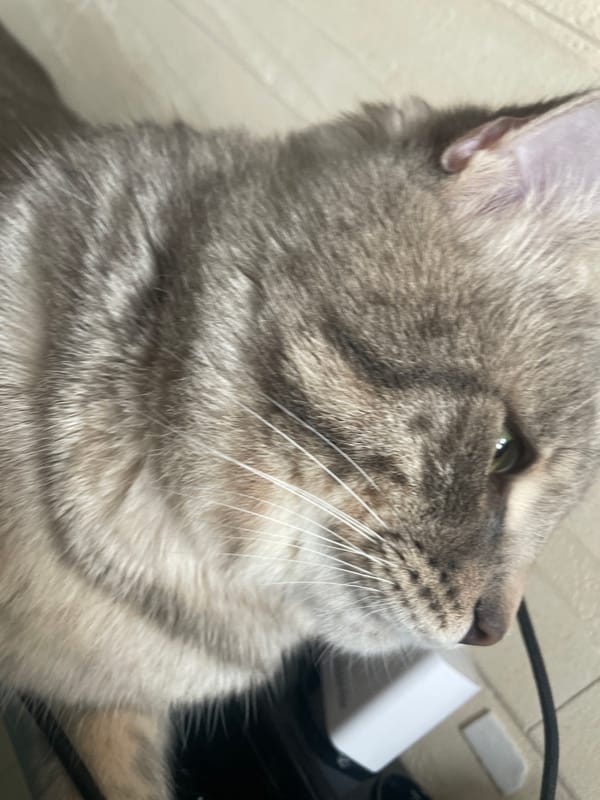 Gray tabby cat photographed in profile in Novi Sad