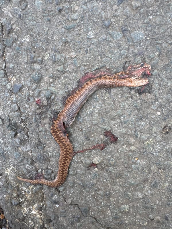 Dead patterned snake found on concrete in East Suffolk