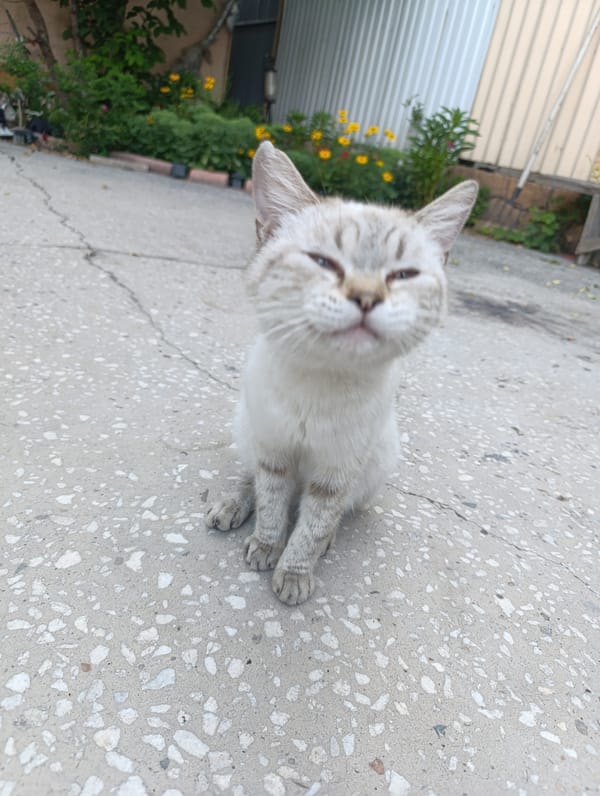 Cats and blooms: a laid-back garden hour
