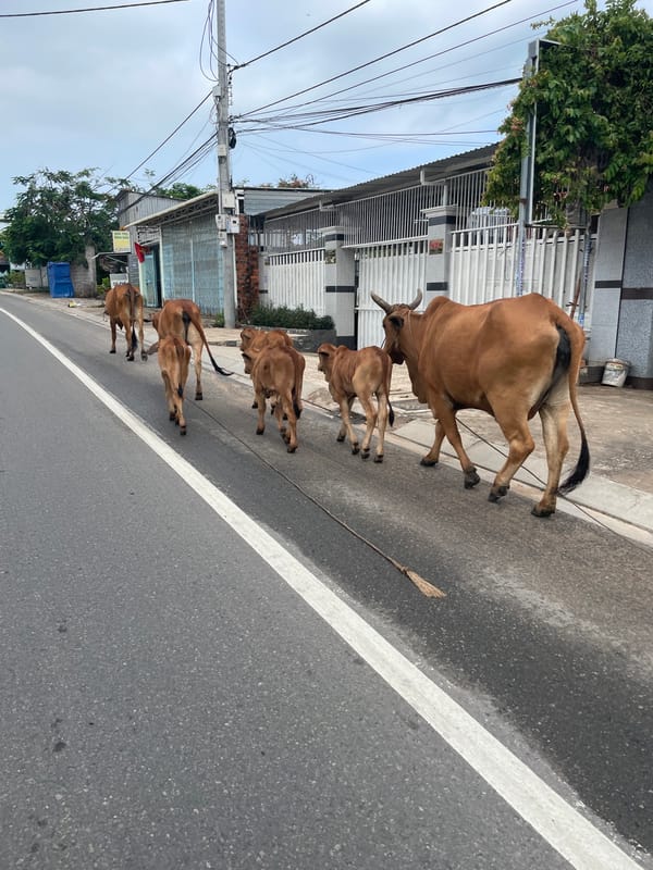 Roped cattle herd walks along a paved road in Phu Thuy Ward