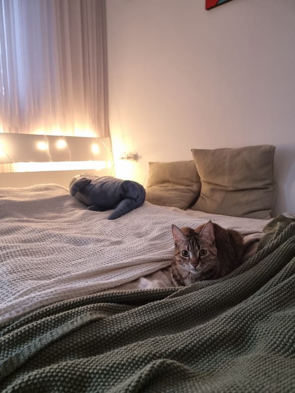 Residents share quiet moments with tabby cat in Ramat Gan