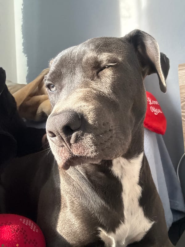 Early morning scenes captured across Varna: sleeping dog, blooming tree