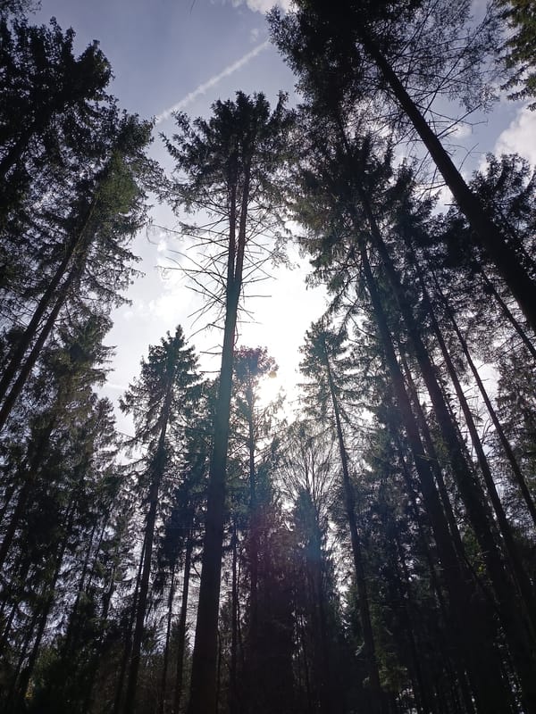 Forest walk documented in Swiss countryside near Neuendorf