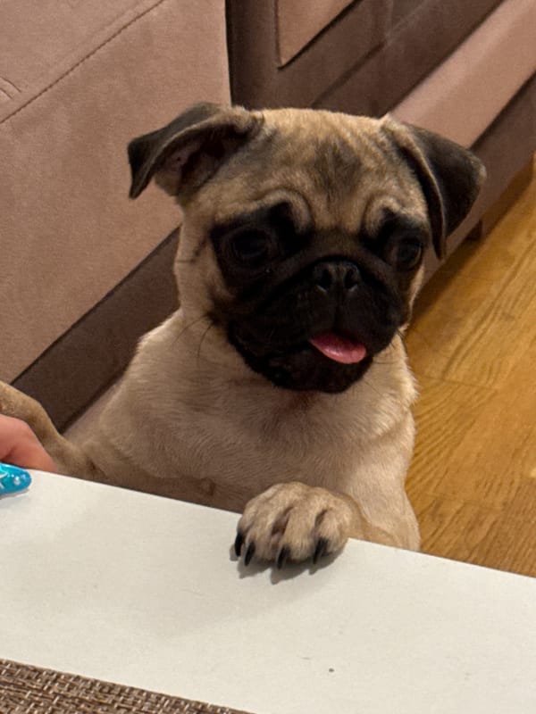 Evening pug playtime and dinner at home