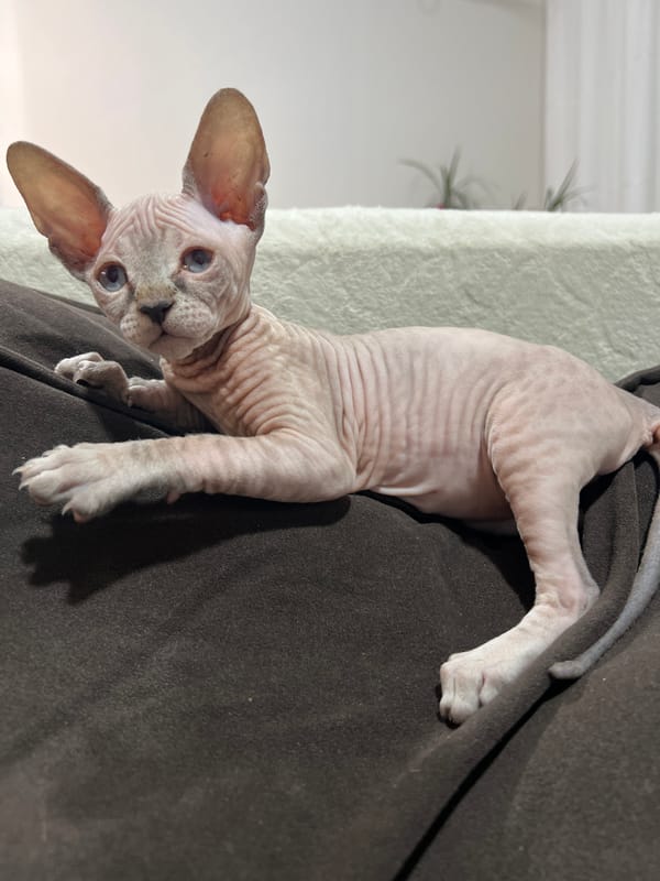 Hairless Sphynx cat photographed across two Russian towns