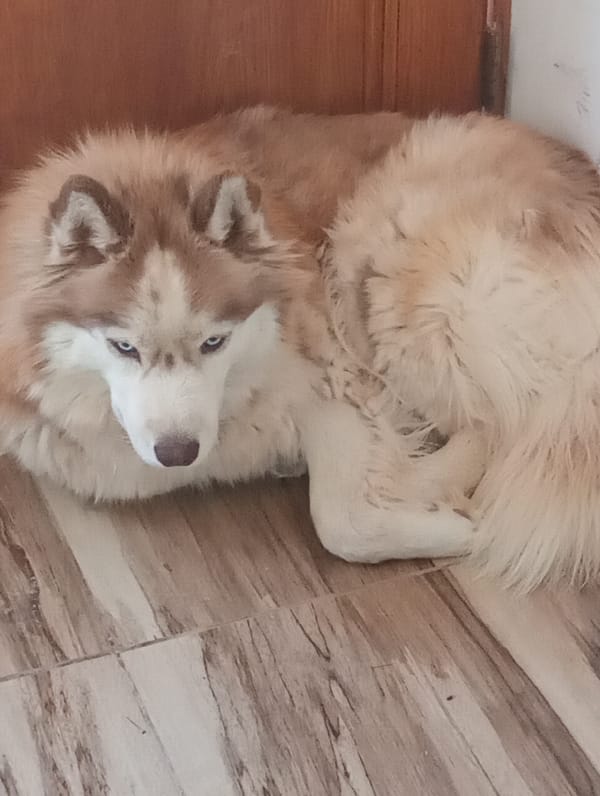 Husky rests indoors in Pozo Almonte home