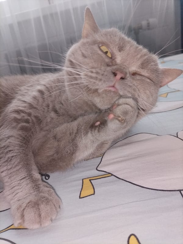 Two cats enjoying morning relaxation time on bed and couch