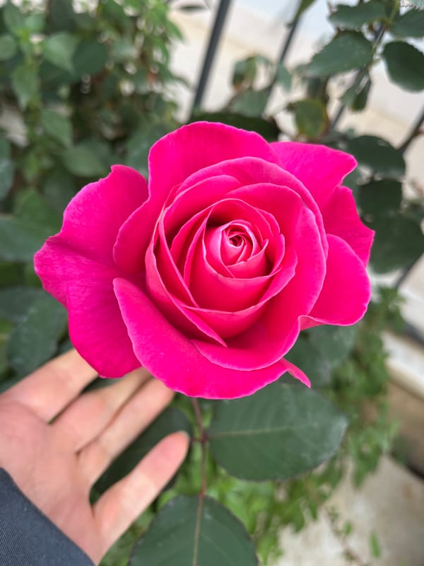Morning scenes of cats, flowers captured in Alanya, Turkey