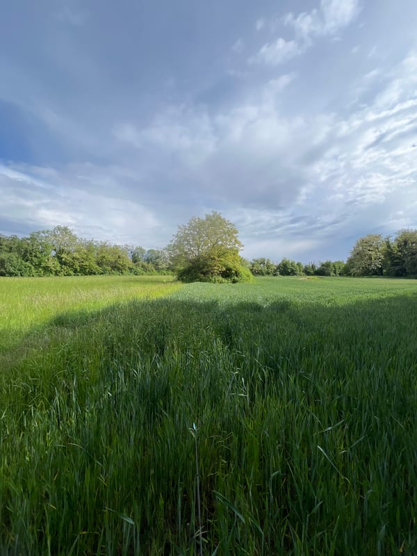 Person fishing in grassy field near Strasbourg